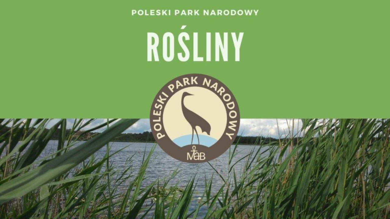 Poleski Park Narodowy Rośliny
