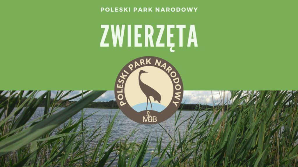 Poleski Park Narodowy Zwierzęta Chronione Poleski Park Narodowy | Poleski Park Narodowy Zwierzęta